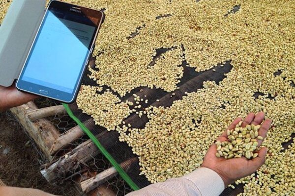 robusta coffee Quality Uganda