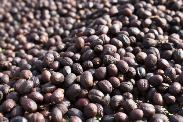 Coffee Drying Coffee Drying