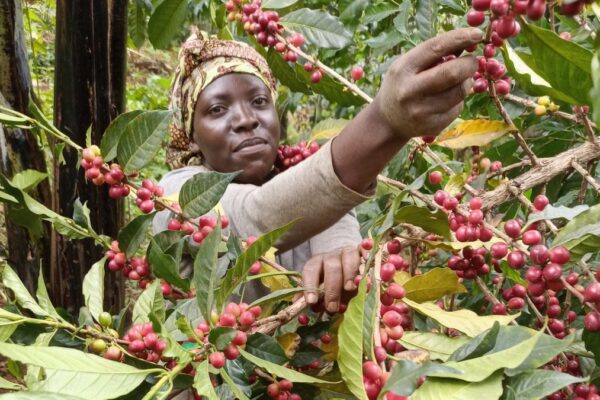 Coffee Farm Coffee Farm