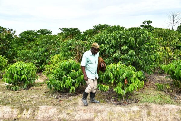 Coffee Farmer Coffee Farmer