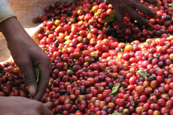 Sourcing Coffee Sourcing Coffee